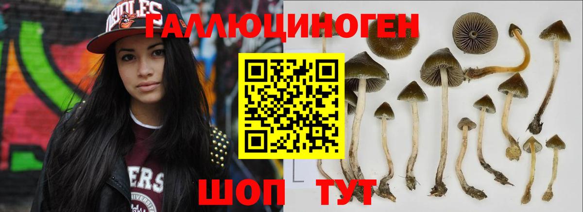 Белово  Галлюциногенные грибы Psilocybine cubensis  Вход с VPN 